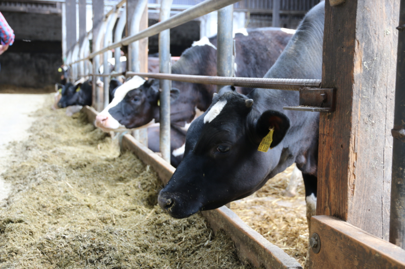 EU’s Farm to Fork strategy impacts climate, productivity, and trade | Clean Energy Wire